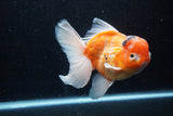 Jumbo Thai Oranda  Sakura 5.5 Inch (ID#218T5a-106)