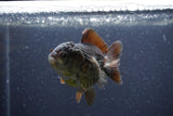 Short Body Thai Oranda  Panda 3 Inch (ID#1105To14b-54) Free2Day SHIPPING