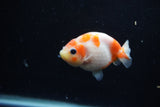 Baby Ranchu  Sakura 3 Inch (ID#1129R9c-36) Free2Day SHIPPING