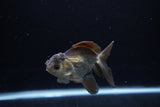 Juvenile Thai Oranda  Bronze 4 Inch (ID#1213To12c-79) Free2Day SHIPPING