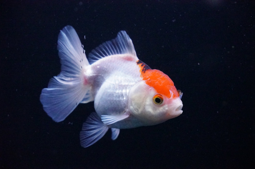 Thai Oranda  Tricolor 3.5 Inch (ID#1118T8a-50) Free2Day SHIPPING
