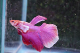 Dumbo   Multicolor Halfmoon Male Betta (ID#801-M513) Free2Day SHIPPING