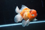 Jumbo Thai Oranda  Sakura 5.5 Inch (ID#218T5a-106)