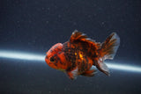 Short Body Thai Oranda  Tiger Calico 3.5 Inch (ID#1105To14b-55) Free2Day SHIPPING