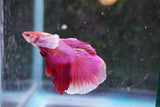 Dumbo   Multicolor Halfmoon Male Betta (ID#801-M513) Free2Day SHIPPING