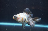 Jumbo Thai Oranda  Sakura 5.5 Inch (ID#218T5a-106)