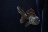 Juvenile Thai Oranda  Bronze 4 Inch (ID#1213To12c-79) Free2Day SHIPPING