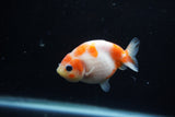 Baby Ranchu  Sakura 3 Inch (ID#1129R9c-36) Free2Day SHIPPING