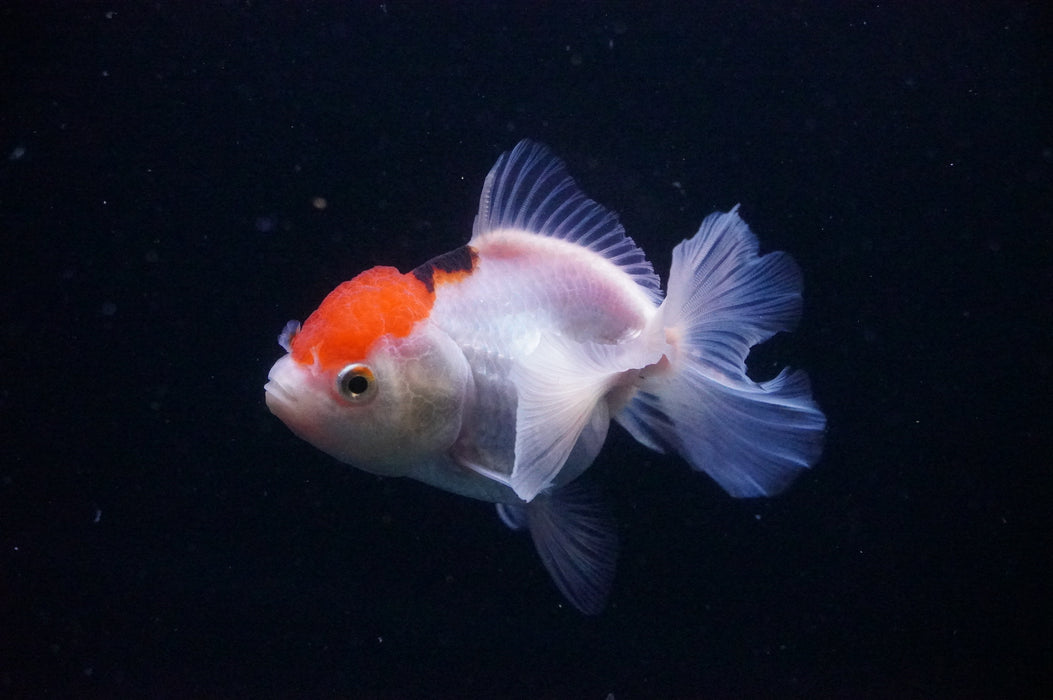 Thai Oranda  Tricolor 3.5 Inch (ID#1118T8a-50) Free2Day SHIPPING
