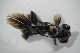 Butterfly  Calico 4.5 Inch (ID#1015B8b-14) Free2Day SHIPPING