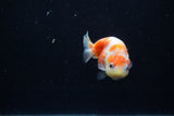 Baby Ranchu  Sakura 3 Inch (ID#1129R9c-36) Free2Day SHIPPING