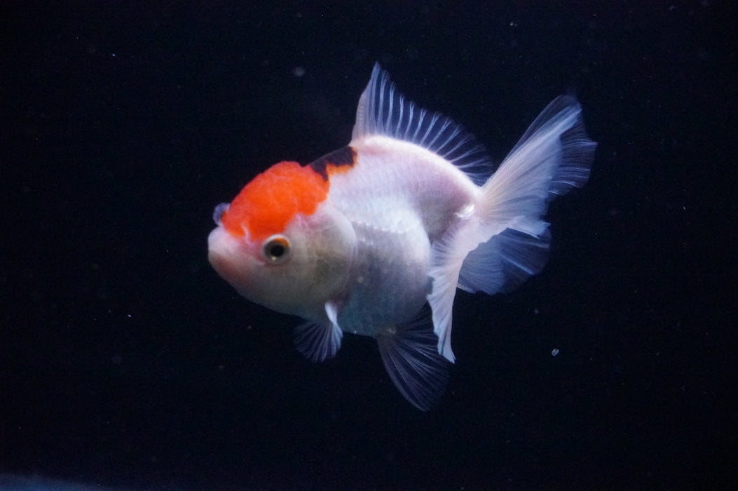 Thai Oranda  Tricolor 3.5 Inch (ID#1118T8a-50) Free2Day SHIPPING