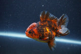 Short Body Thai Oranda  Tiger Calico 3.5 Inch (ID#1105To14b-55) Free2Day SHIPPING