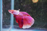 Dumbo   Multicolor Halfmoon Male Betta (ID#801-M513) Free2Day SHIPPING