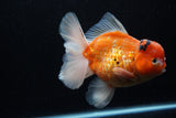 Jumbo Thai Oranda  Sakura 5.5 Inch (ID#218T5a-106)