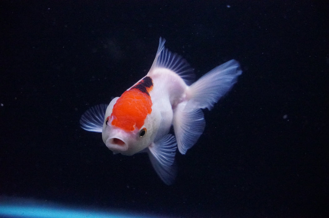 Thai Oranda  Tricolor 3.5 Inch (ID#1118T8a-50) Free2Day SHIPPING