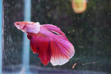 Dumbo   Multicolor Halfmoon Male Betta (ID#801-M513) Free2Day SHIPPING