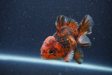 Short Body Thai Oranda  Tiger Calico 3.5 Inch (ID#1105To14b-55) Free2Day SHIPPING