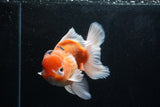 Jumbo Thai Oranda  Sakura 5.5 Inch (ID#218T5a-106)