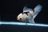 Juvenile Thai Oranda  Panda 3.5 Inch (ID#1213To12c-80) Free2Day SHIPPING