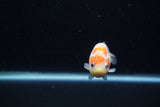 Baby Ranchu  Sakura 3 Inch (ID#1129R9c-36) Free2Day SHIPPING