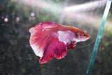 Dumbo   Multicolor Halfmoon Male Betta (ID#801-M513) Free2Day SHIPPING