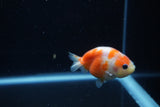 Baby Ranchu  Sakura 3 Inch (ID#1129R9c-36) Free2Day SHIPPING