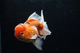 Jumbo Thai Oranda  Sakura 5.5 Inch (ID#218T5a-106)