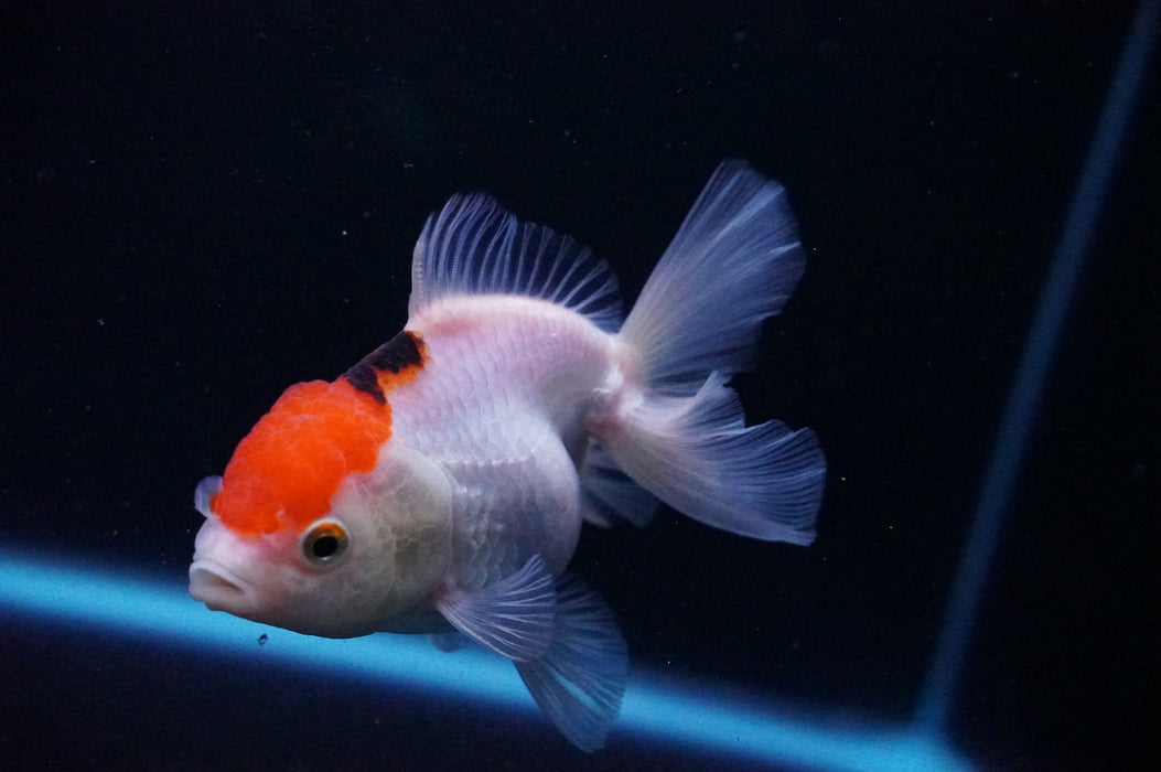 Thai Oranda  Tricolor 3.5 Inch (ID#1118T8a-50) Free2Day SHIPPING