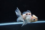 Juvenile Thai Oranda  Panda 3.5 Inch (ID#1213To12c-80) Free2Day SHIPPING