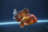 Short Body Thai Oranda  Tiger Calico 3.5 Inch (ID#1105To14b-55) Free2Day SHIPPING