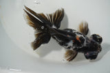 Butterfly  Calico 4.5 Inch (ID#1015B8b-14) Free2Day SHIPPING