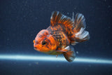 Short Body Thai Oranda  Tiger Calico 3.5 Inch (ID#1105To14b-55) Free2Day SHIPPING