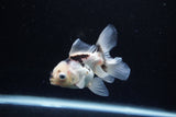 Juvenile Thai Oranda  Panda 3.5 Inch (ID#1213To12c-80) Free2Day SHIPPING