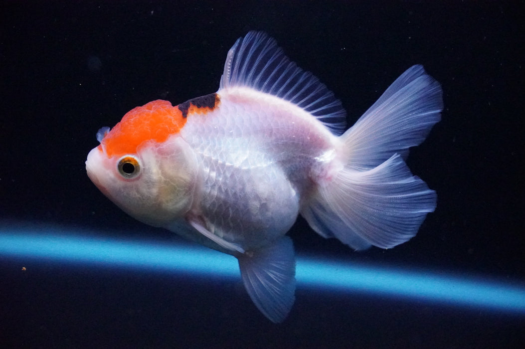 Thai Oranda  Tricolor 3.5 Inch (ID#1118T8a-50) Free2Day SHIPPING