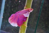 Dumbo   Multicolor Halfmoon Male Betta (ID#801-M513) Free2Day SHIPPING