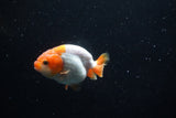 Baby Ranchu  Red White 3 Inch (ID#1129R9c-37) Free2Day SHIPPING