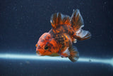 Short Body Thai Oranda  Tiger Calico 3.5 Inch (ID#1105To14b-55) Free2Day SHIPPING