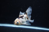 Juvenile Thai Oranda  Panda 3.5 Inch (ID#1213To12c-80) Free2Day SHIPPING