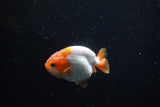 Baby Ranchu  Red White 3 Inch (ID#1129R9c-37) Free2Day SHIPPING