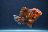 Short Body Thai Oranda  Tiger Calico 3.5 Inch (ID#1105To14b-55) Free2Day SHIPPING