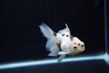 Juvenile Thai Oranda  Panda 3.5 Inch (ID#1213To12c-80) Free2Day SHIPPING