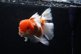 Jumbo Thai Oranda  Sakura 6 Inch (ID#218T5a-107)