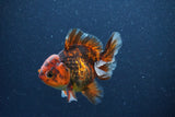 Short Body Thai Oranda  Tiger Calico 3.5 Inch (ID#1105To14b-55) Free2Day SHIPPING