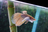 Dumbo   Multicolor Halfmoon Male Betta (ID#801-M514) Free2Day SHIPPING