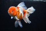 Jumbo Thai Oranda  Sakura 6 Inch (ID#218T5a-107)
