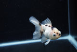 Juvenile Thai Oranda  Panda 3.5 Inch (ID#1213To12c-80) Free2Day SHIPPING