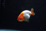 Baby Ranchu  Red White 3 Inch (ID#1129R9c-37) Free2Day SHIPPING