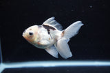 Juvenile Thai Oranda  Panda 3.5 Inch (ID#1213To12c-80) Free2Day SHIPPING