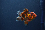 Short Body Thai Oranda  Tiger Calico 3.5 Inch (ID#1105To14b-55) Free2Day SHIPPING